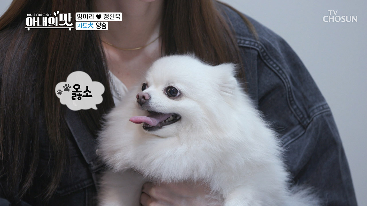 고양이야? 강아지야? 솜이의 개춘기?