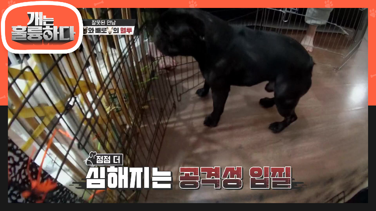 잘못된 만남?! 정키와 빼로의 집안에서의 계속되는 싸움 | KBS 210628 방송