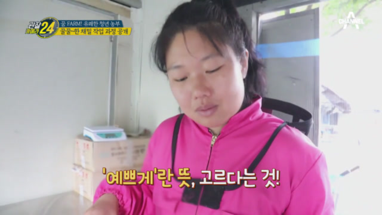 꿀꿀~한 채밀 과정 대공개! '칼'을 잘 다뤄야 한다?!