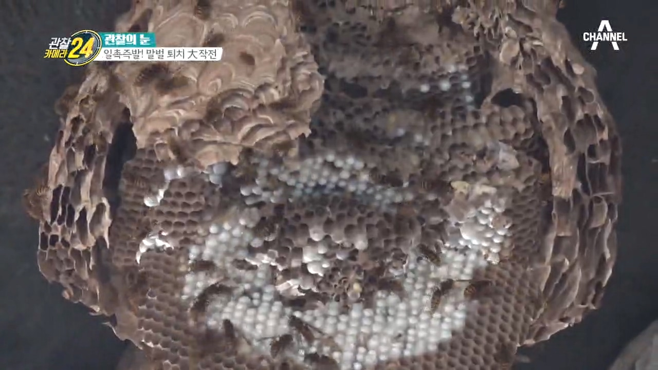 거대한 크기의 벌집... 엄청난 공격성의 털보말벌 퇴치 작전!