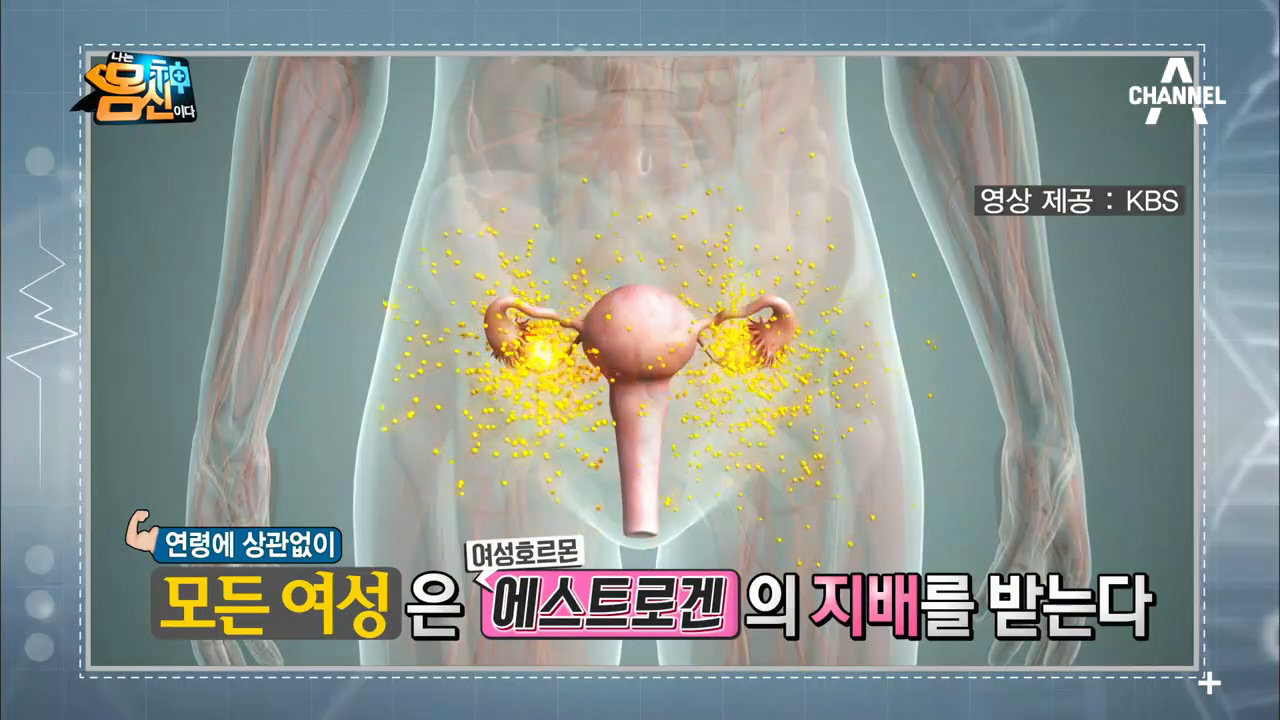 에스트로겐 남성호르몬 코르티솔 쿠싱증후군 Dhea 콜라겐 슈퍼호르몬 찬비의 알짜노트 5964