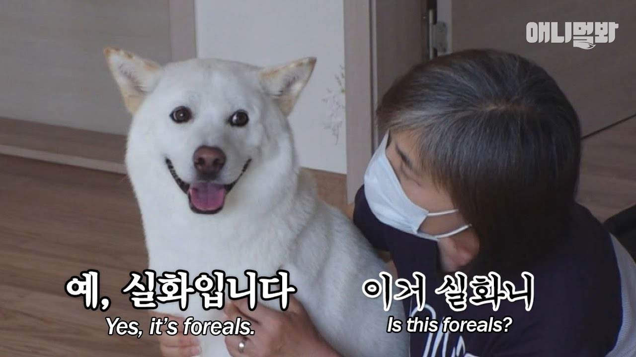 소오름 ㅣThought Dog Who Havent Slept For A Month Has Insomnia, But... 소오름 ㅣThought Dog Who Havent Slept For A Month Has Insomnia, But... 
