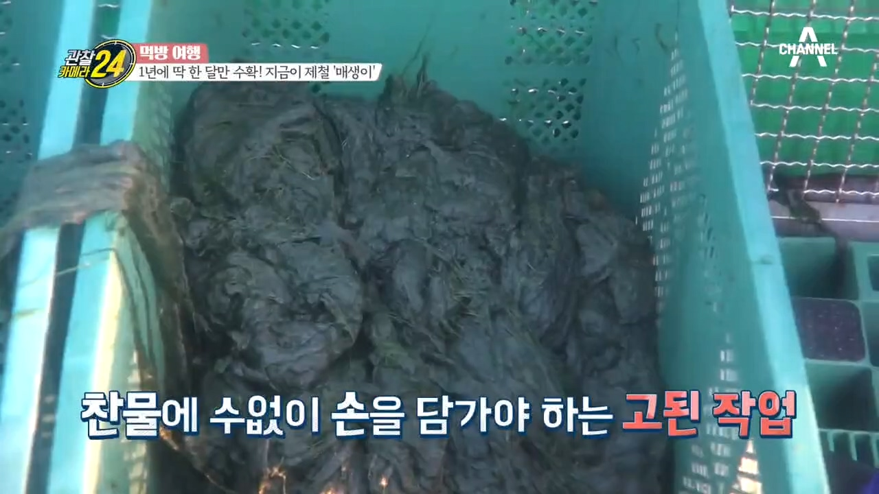 완도의 효자 상품! 웰빙 바람의 선두주자 '매생이'