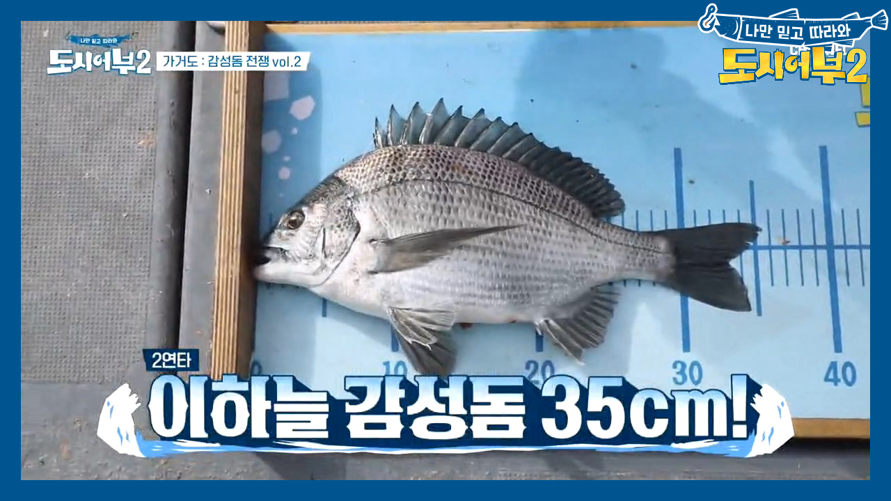 ♨이하늘 제대로 부활했다♨ 여유-롭게 감성돔 2연타에 성공!!