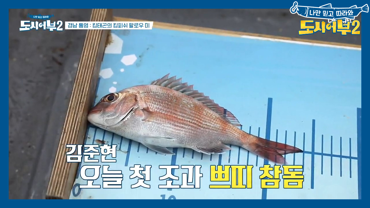 (경) 오후 첫 참돔 등장 (축) 준현의 황금 배지를 구할 '미세...