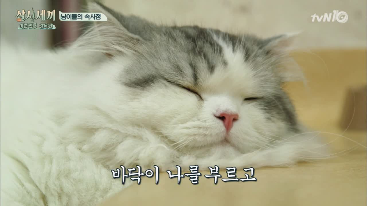 [미방분] 쿵이의 다이어트 도전기