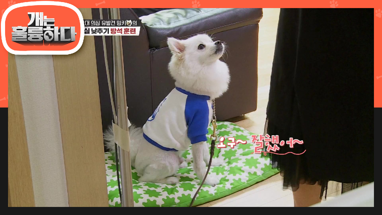 §무한반복§ 경계심을 낮추기 위한 방석훈련! 반려견의 이름을 자주 부르면 안되는 이유! | KBS 210524 방송