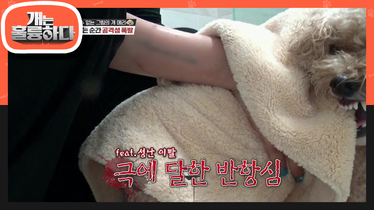 ♨목욕 전쟁♨ 목욕 할 때마다 일어나는 보호자와 메리의 목욕 전쟁!  | KBS 210719 방송