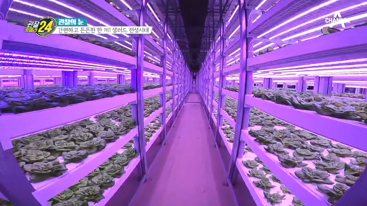 건물에서 채소 재배?! 샐러드 공장 전격 공개!