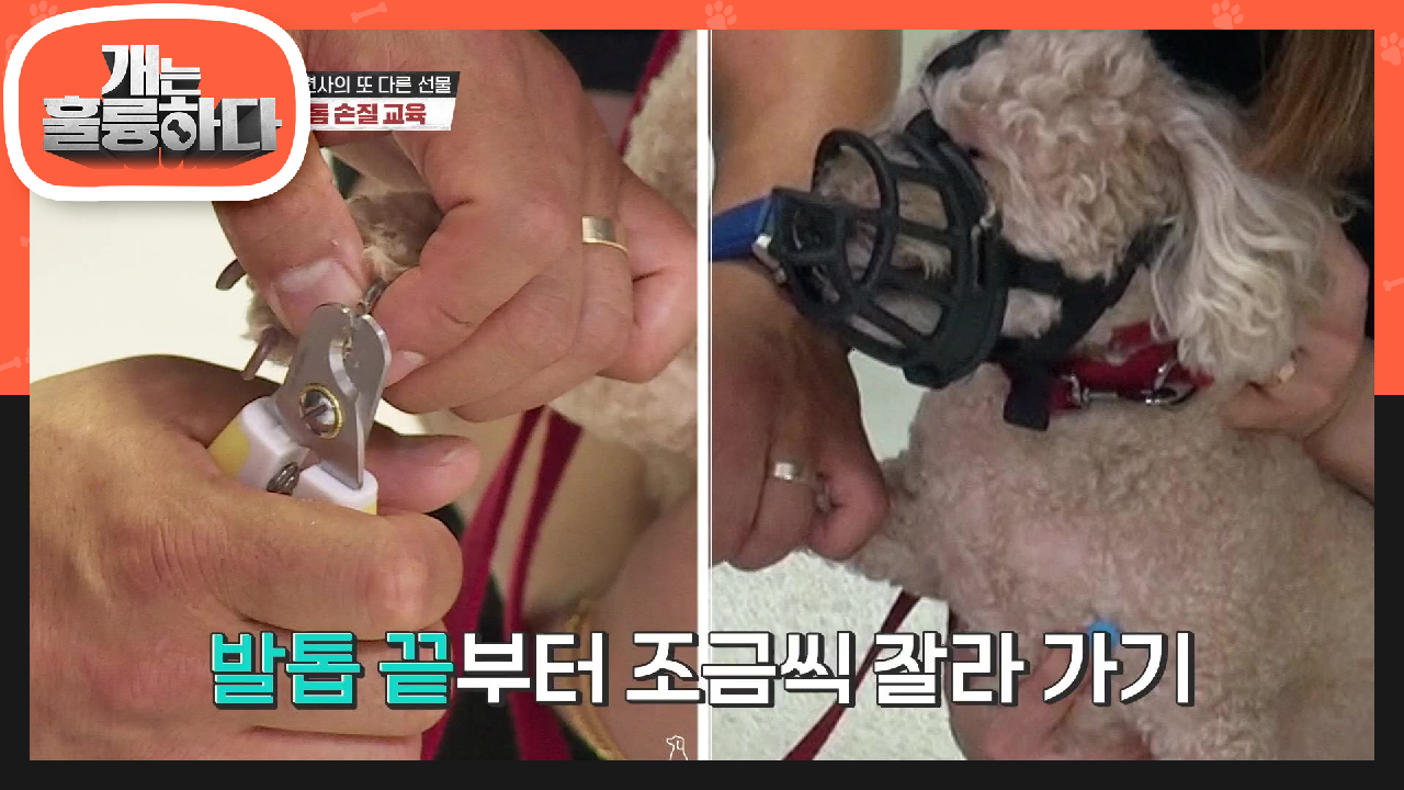 훈련하는 김에 발톱 손질까지 도전! 발톱은 한번에 보단 조금씩 다듬듯이! | KBS 210719 방송