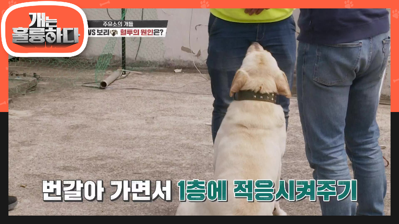 과연 둘의 혈투 원인은?! 강훈련사가 알려주는 훈련의 순서☆ | KBS 210510 방송