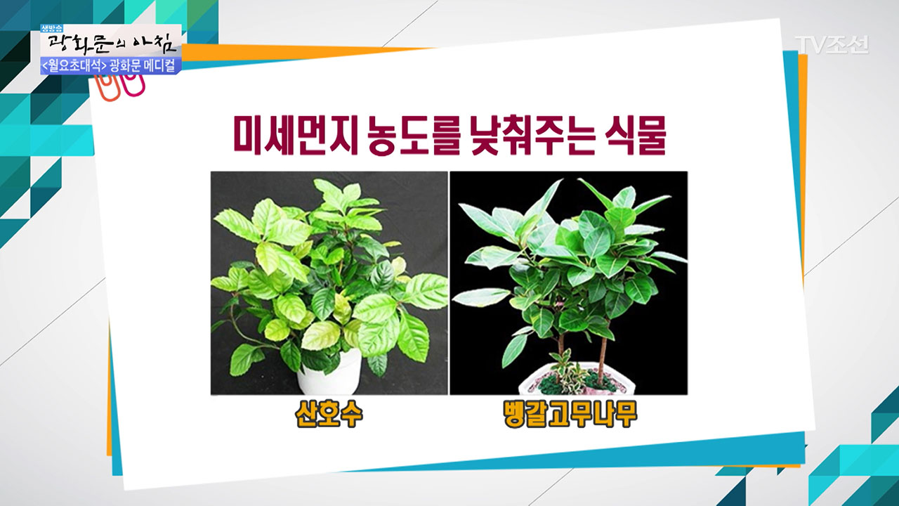 미세먼지 농도를 낮춰주는 식물! - kakaoTV 미세먼지 농도를 낮춰주는 식물!