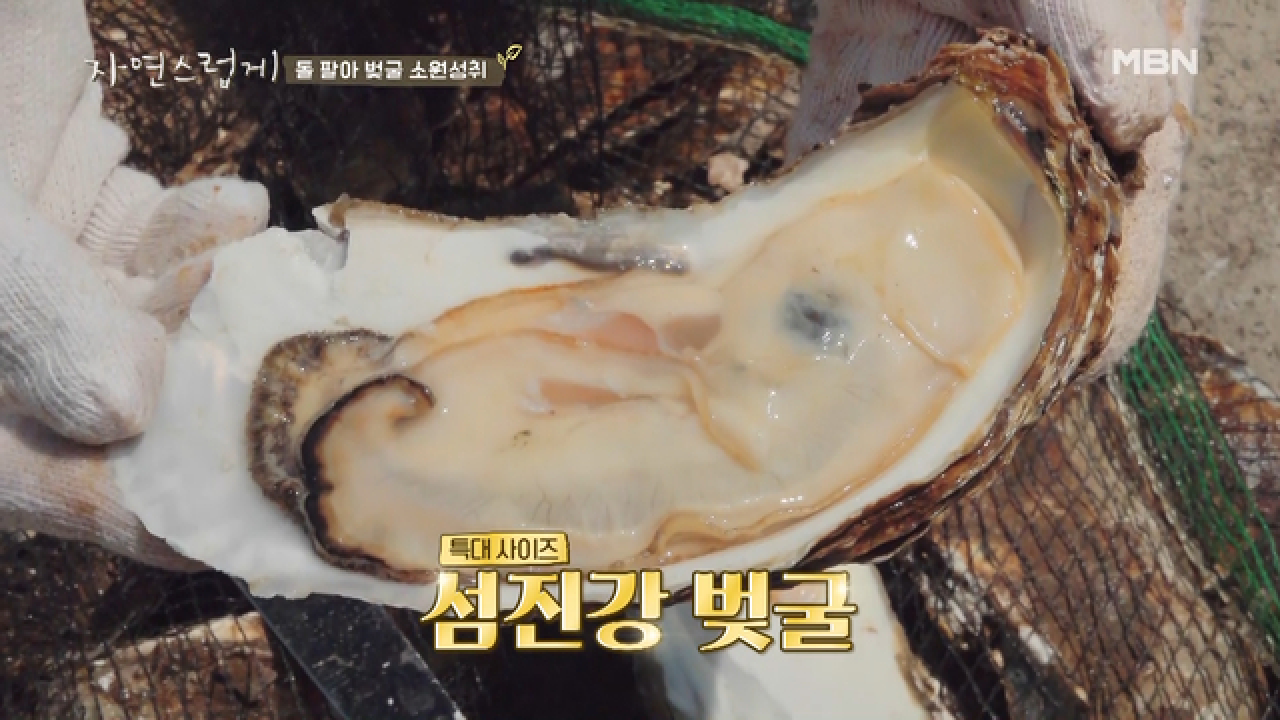 꿈은 이루어진다 ★ 돌 팔아 팔뚝만 한 벚굴을 손에 넣은 수석 특공대