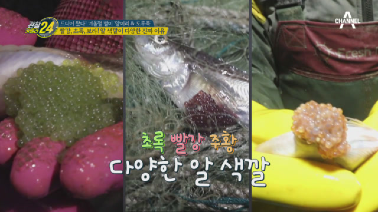 도루묵 알의 색이 다양하다?