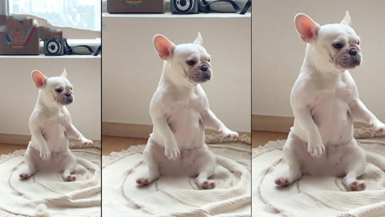 ‘똥꼬 댄스(?) 犬’ 엉덩이 스키를 타는 ‘연하’ - kakaoTV ‘똥꼬 댄스(?) 犬’ 엉덩이 스키를 타는 ‘연하’