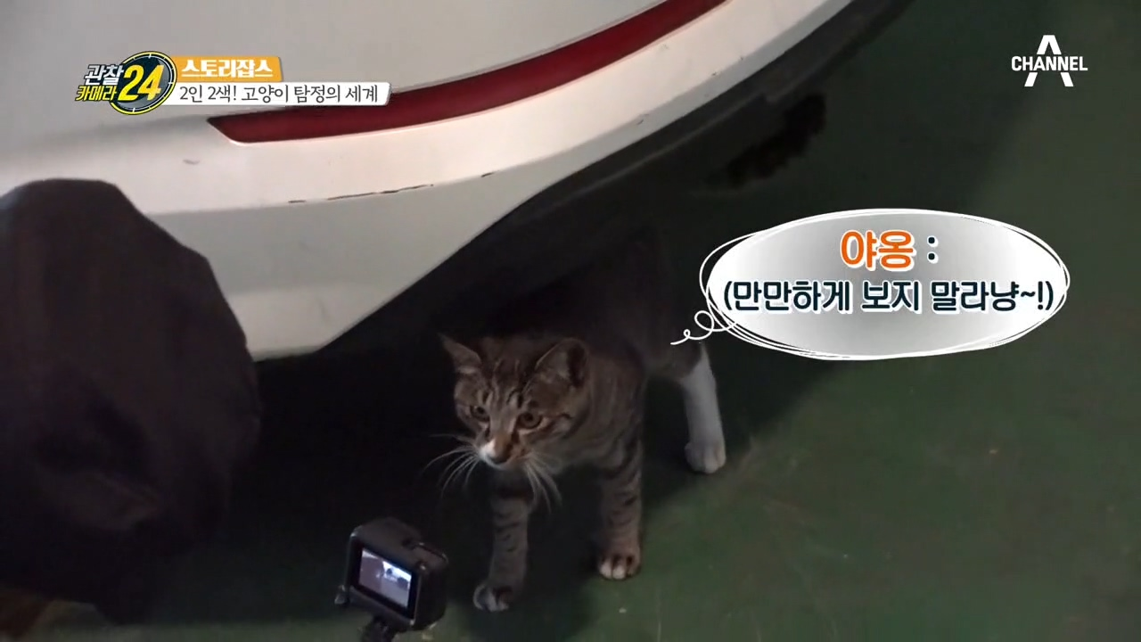 위험에 처한 길냥이들을 잡는 사람? 신기한 '고양이 탐정'의 세계