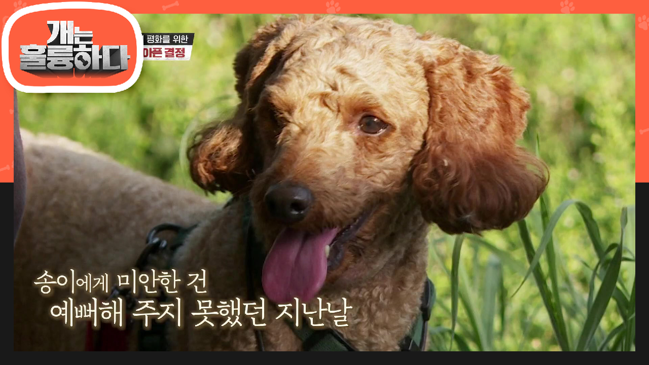 어쩔수없는 선택... 송이와의 슬픈 작별인사를 준비하는 보호자 | KBS 210531 방송