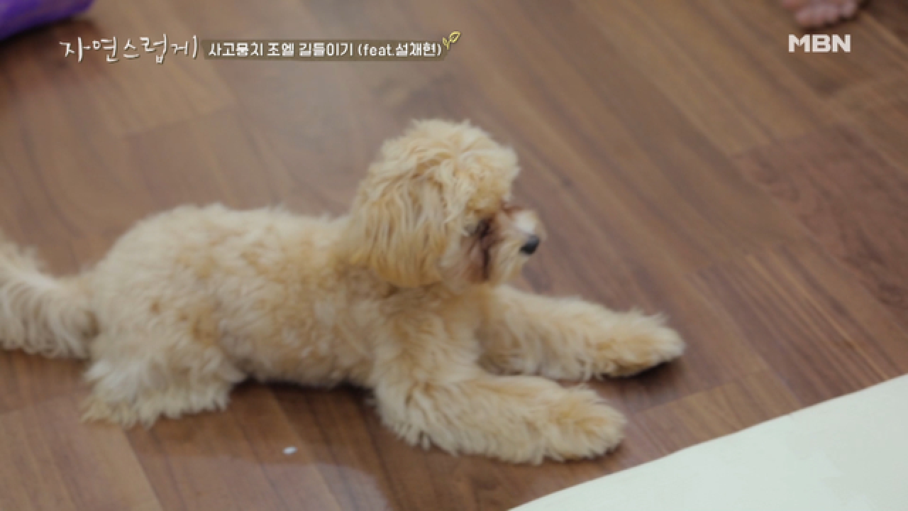 [귀욤주의] 우리 조엘이♥ 사실은 천재견?!