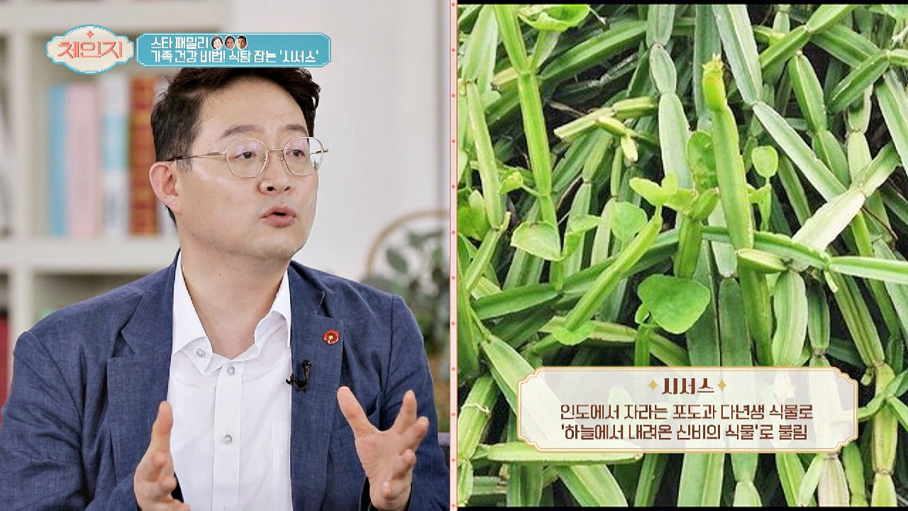 하늘에서 내려온 신비의 식물 &#39;시서스&#39;의 역할 #식욕조절 #지방분해