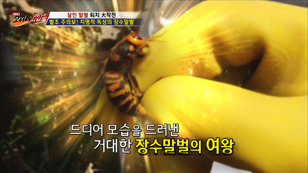 끝판 왕 등장! 장수말벌 여왕벌! - kakaoTV 끝판 왕 등장! 장수말벌 여왕벌!