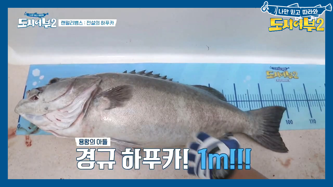 ★하푸카 풍년이로구나(얼~쑤)★ 경규X최자, 초.거.대 하푸카 더블 히트...