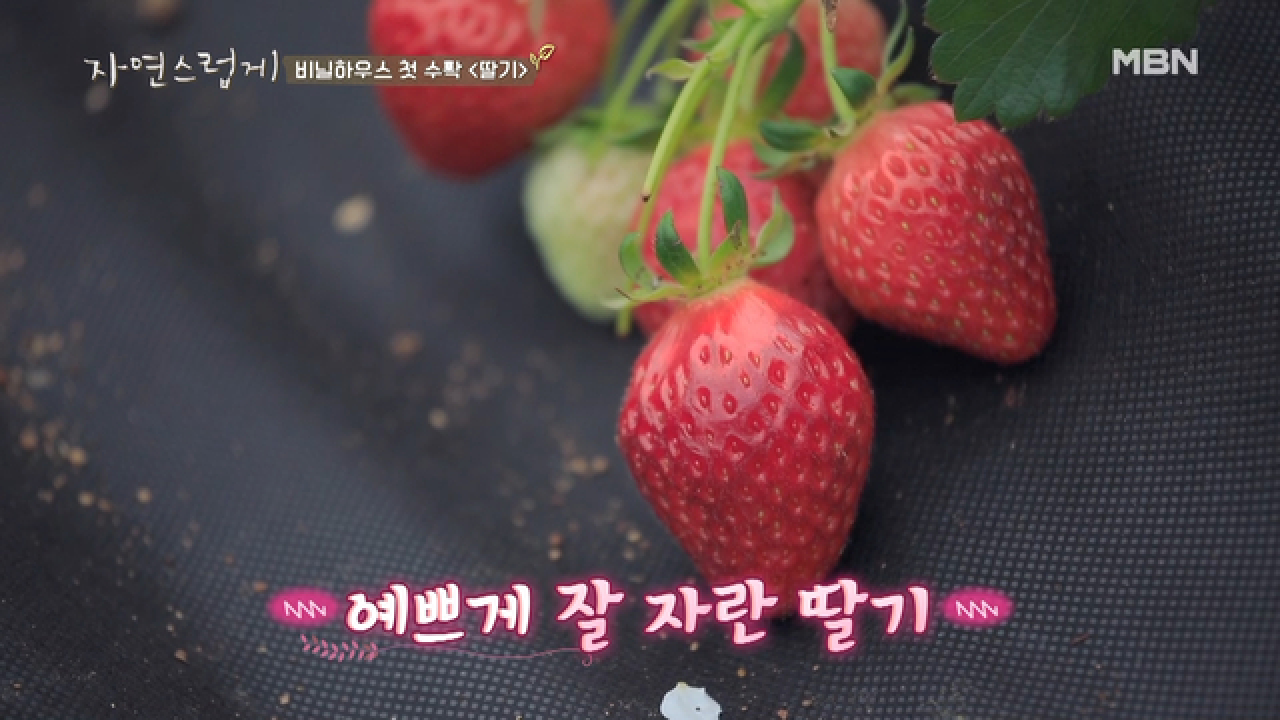 &#39;너무 맛있어서 손이 멈추질 않네?!&#39; 현천마을 봄맞이 수확물 1호는?