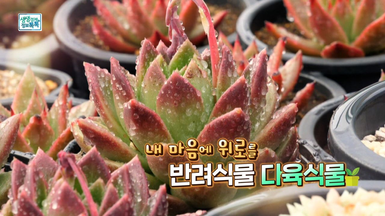 내 마음에 위로를, 반려식물 다육식물 - kakaoTV 내 마음에 위로를, 반려식물 다육식물
