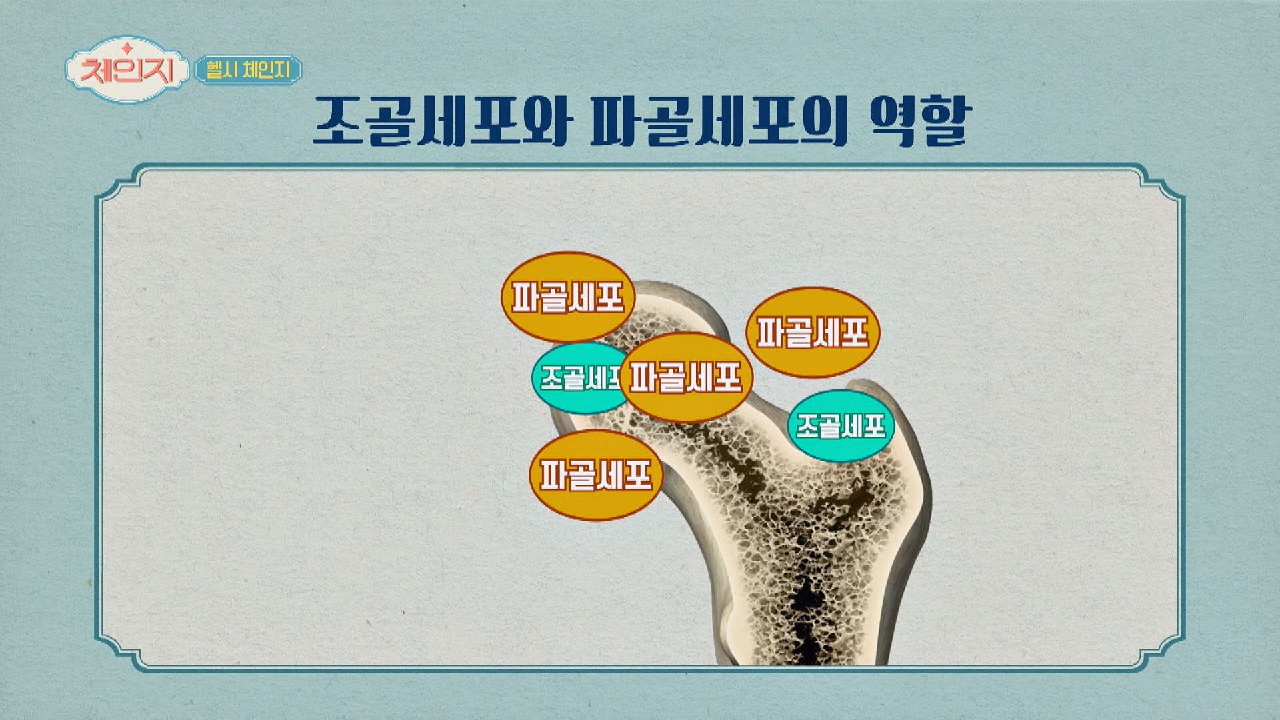 뼈의 구멍을 크게 만들어 뼈를 파괴하는 &#39;파골세포&#39;
