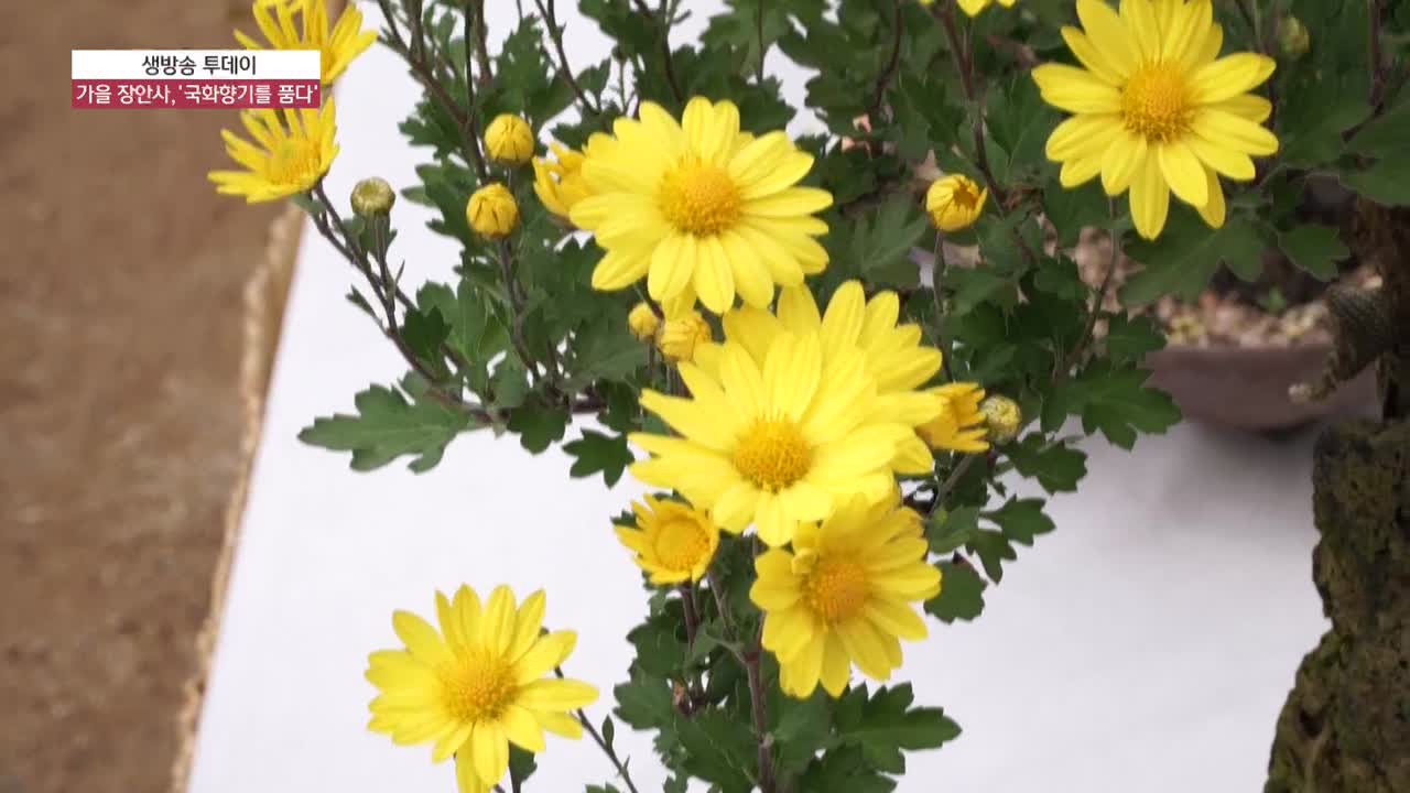 가을 장안사 ′국화 향기를 품다′ - kakaoTV 가을 장안사 ′국화 향기를 품다′