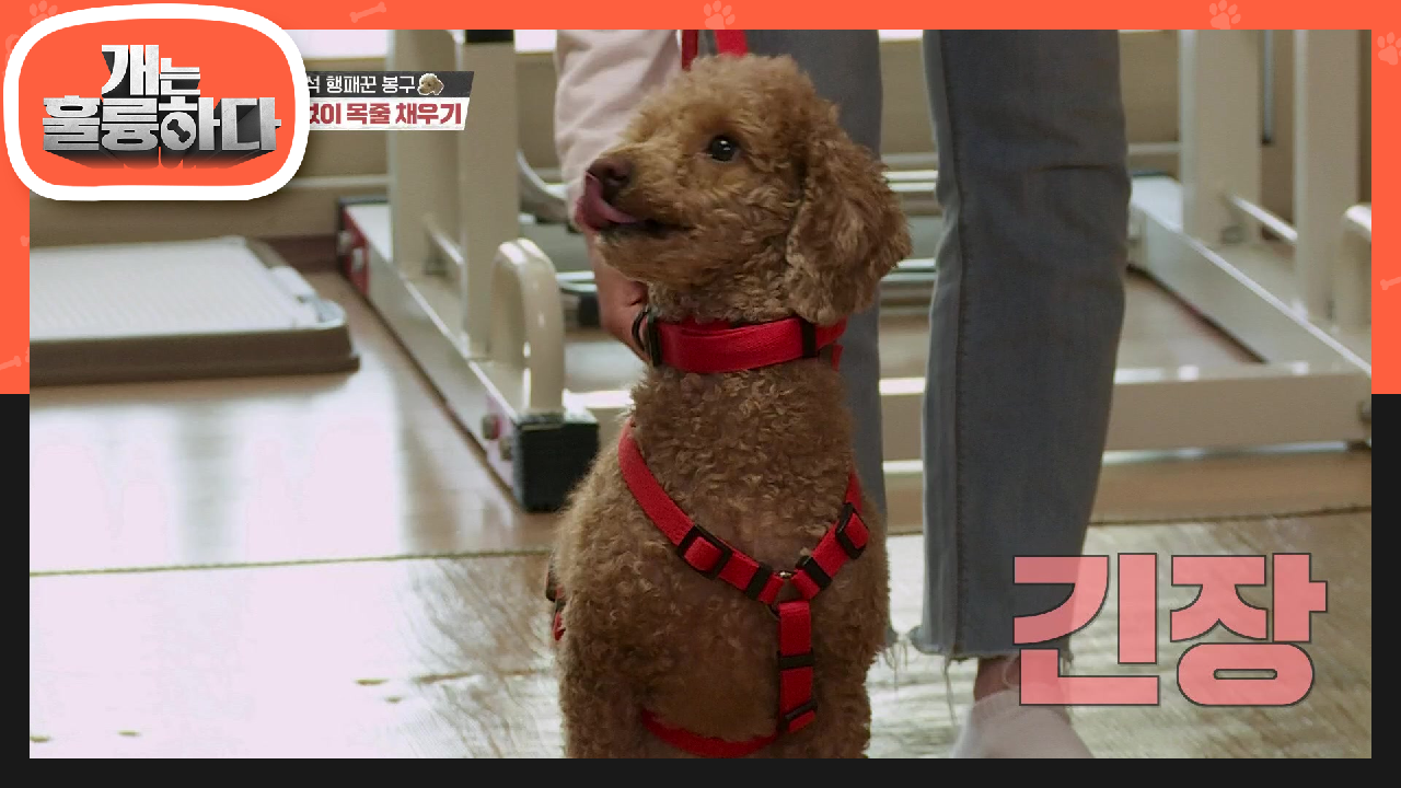 목줄 차기 힘들었던 봉구를 위한 훈련☆ 거침없이 목줄 채우기+제거하기! | KBS 210426 방송