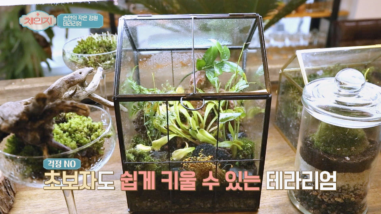 [식물+인테리어] 유리 안의 작은 정원, 테라리엄이란?!