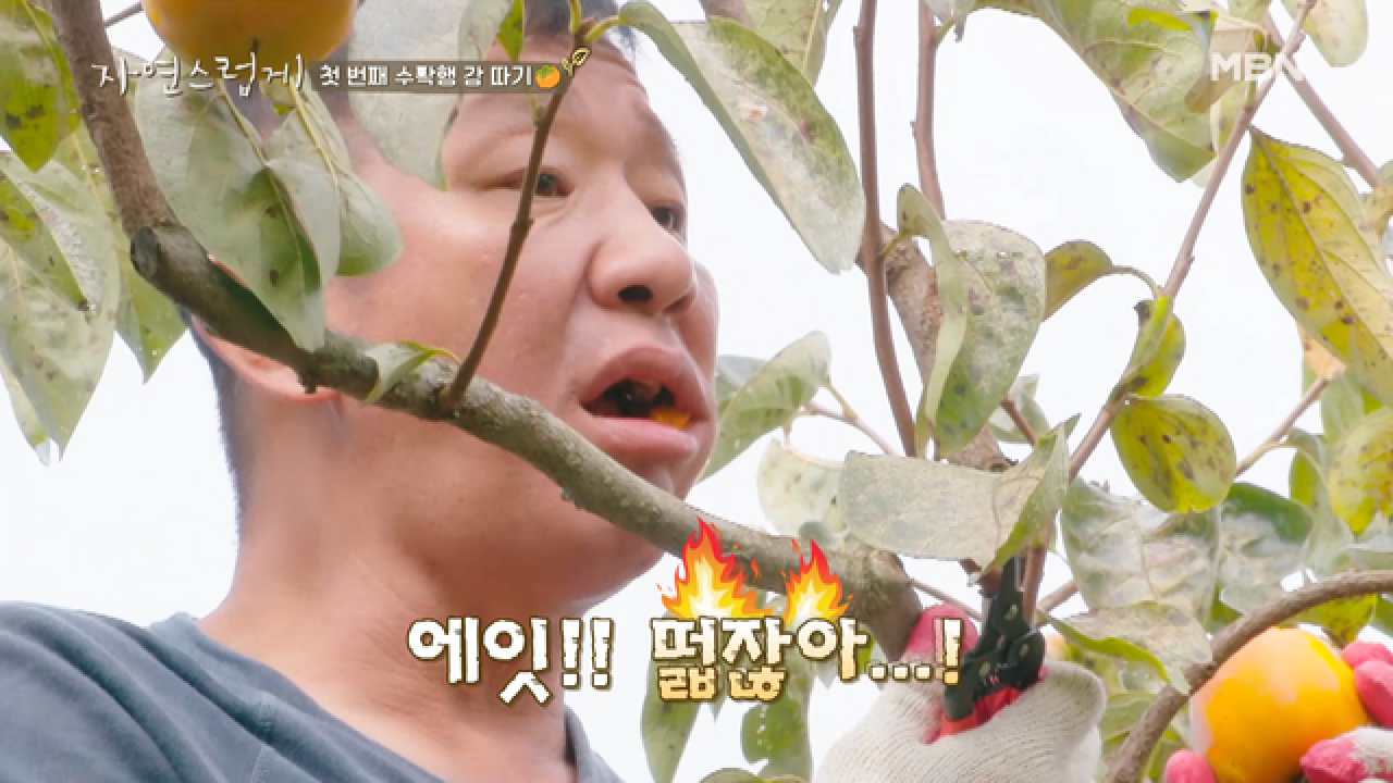 수확행 속 떫은 감 폭탄 맞은 허재ㅋㅋㅋ