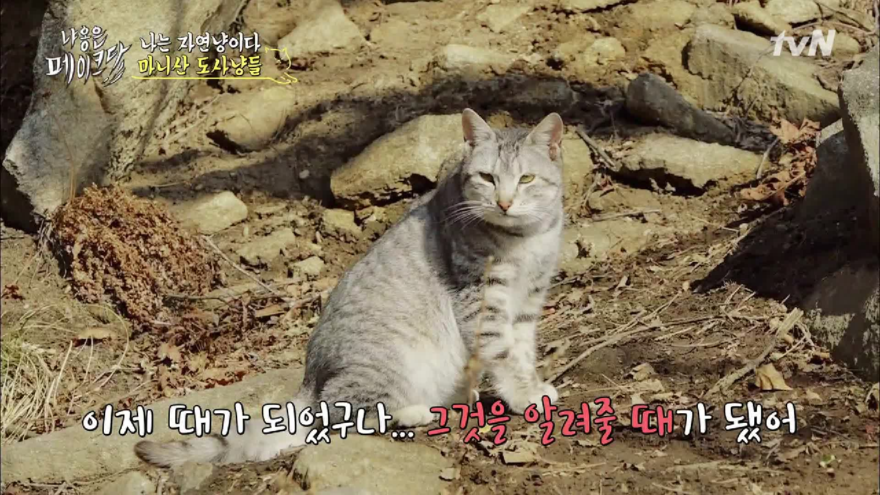 드디어 밝혀지는 마니산 도사학교의 실체(?) - kakaoTV 드디어 밝혀지는 마니산 도사학교의 실체(?)
