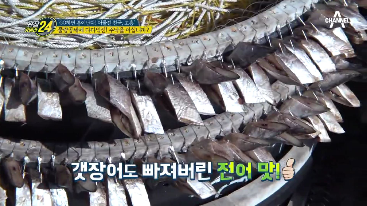 어획량 다다익선 '주낙'으로 야성미의 대명사 갯장어 잡이!