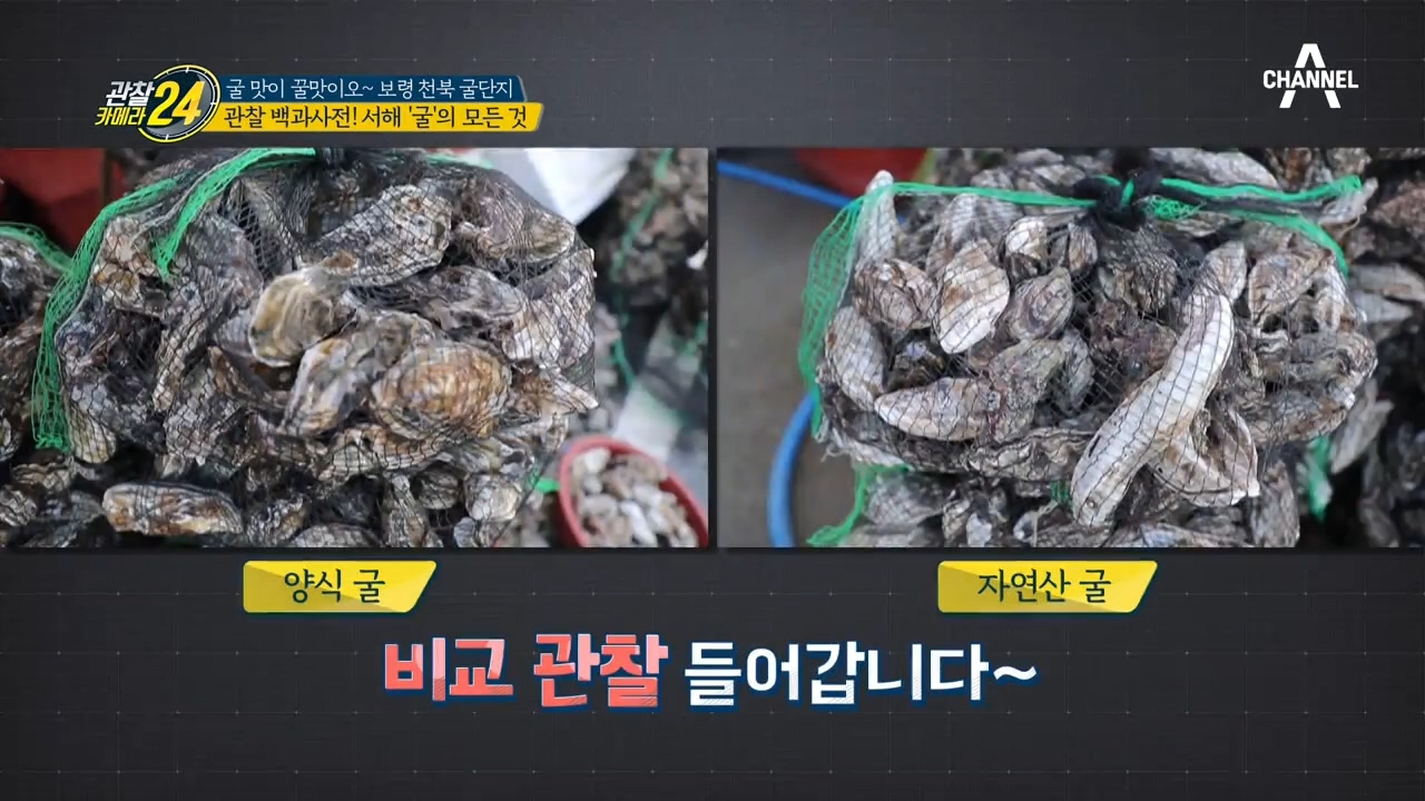 [양식 VS 자연산 굴]의 구별법?! 맛있는 서해 '굴'을...