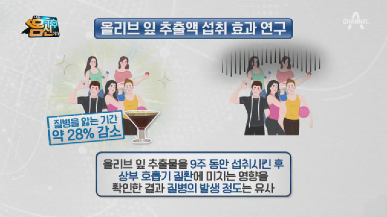 ※올리브나무의 재발견※ 염증도 줄이고 혈관 건강까지 지키는 &#39;올리브 잎&#39;