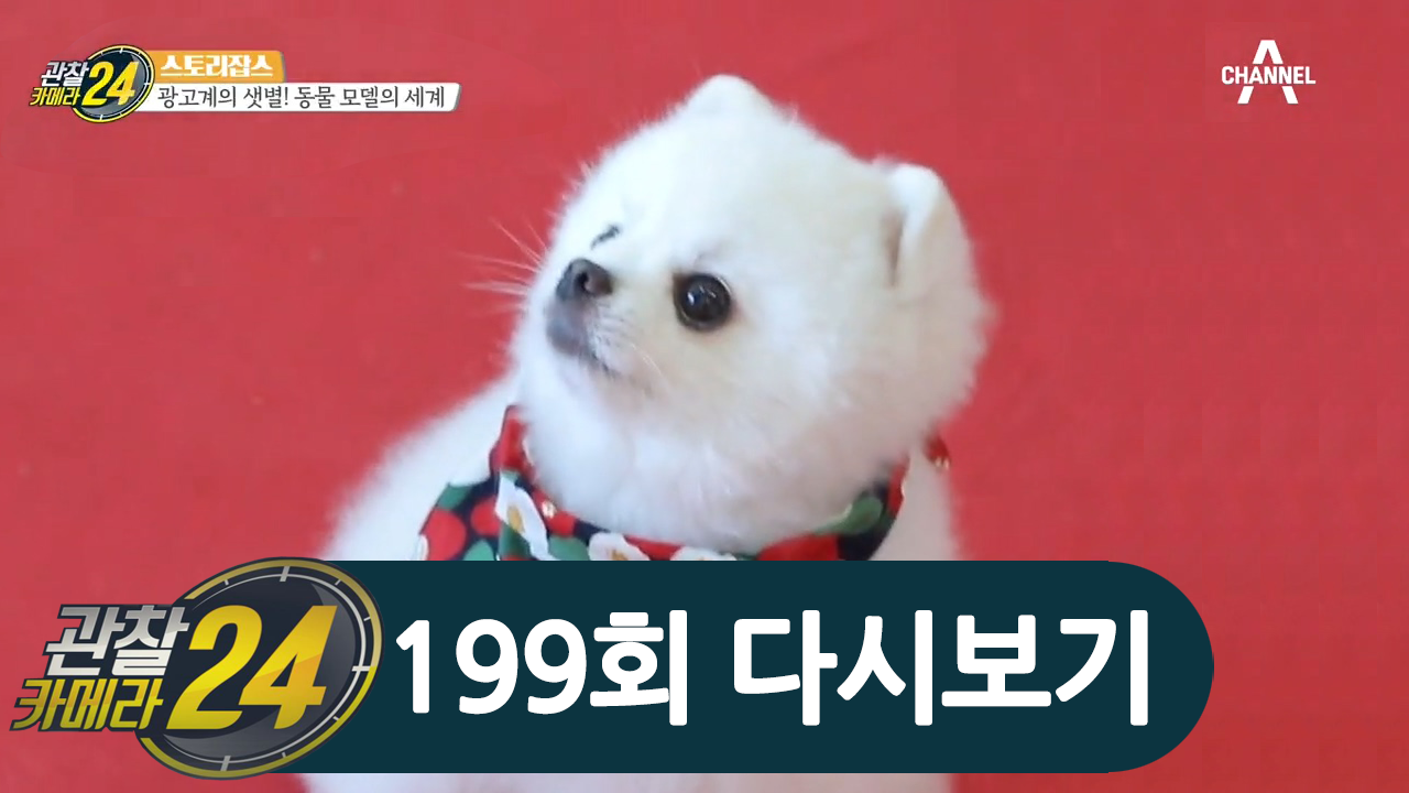'강아지는 못참지 ✪‿✪' 스타견(犬)은 어떻게 탄생할까?! 동물 모델의 세계!