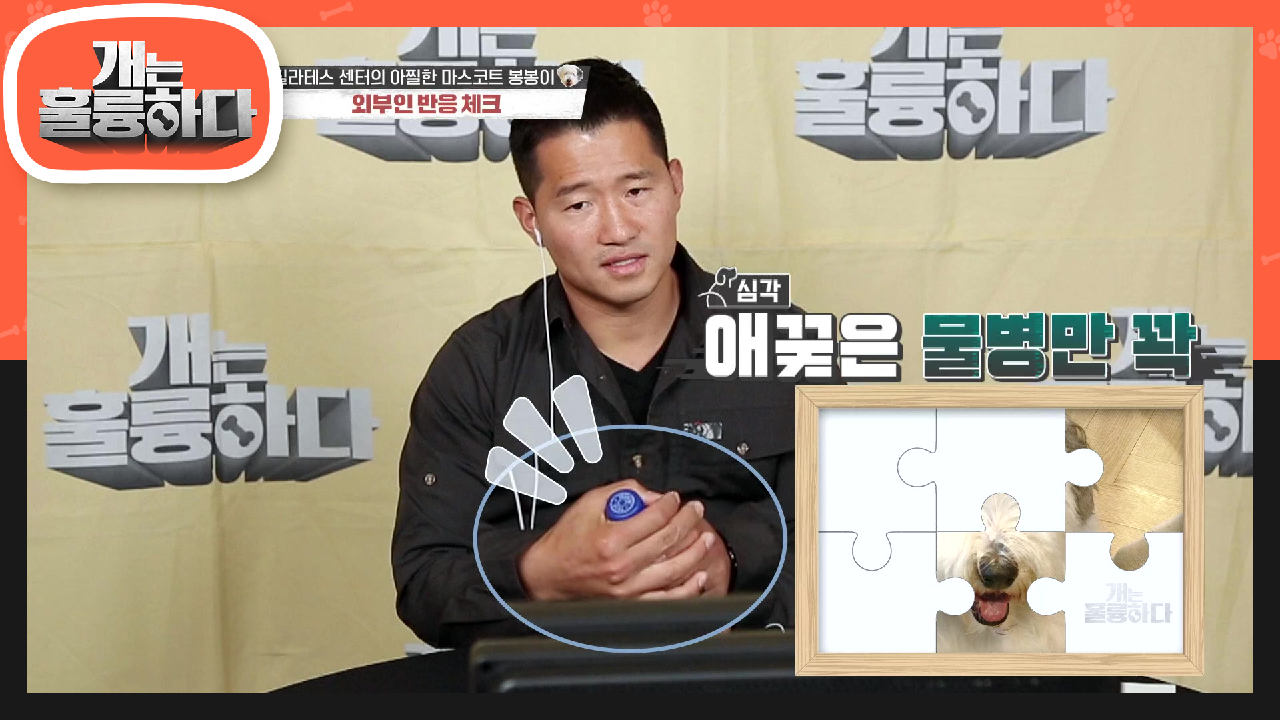 다음연예 | 마사지 샵(?)과 혼동한 규제자?! 강 훈련사 눈에만 보이는 심각한 상황♨ | KBS 201123 방송 - 개는 훌륭하다 - 55회 2부