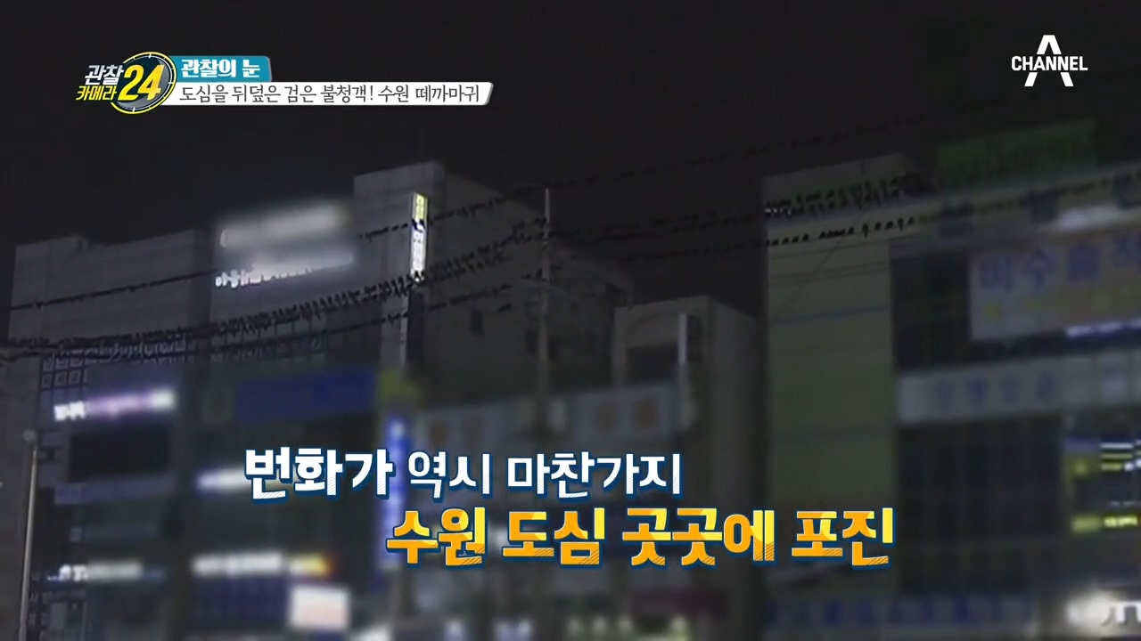 수원의 하늘을 뒤덮은 검은 불청객! '떼까마귀'가 나타났다?!