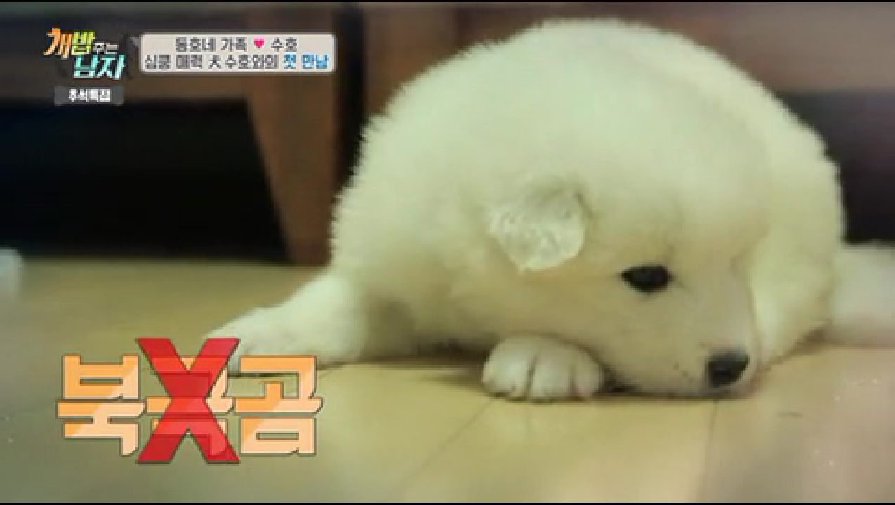북극곰을 닮은(?) 동호네 새 가족 大공개! - kakaoTV 북극곰을 닮은(?) 동호네 새 가족 大공개!