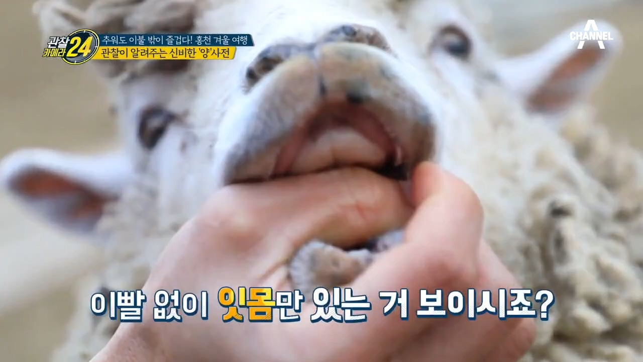 양은 이가 없다?! 전문가가 알려주는 '양'의 모든 것!