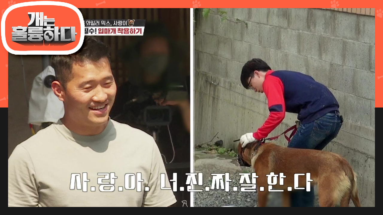 손 발 오그라드는 어색함 강아지가 감정을 듣기에 중요한 칭찬하는 어조 | KBS 210802 방송