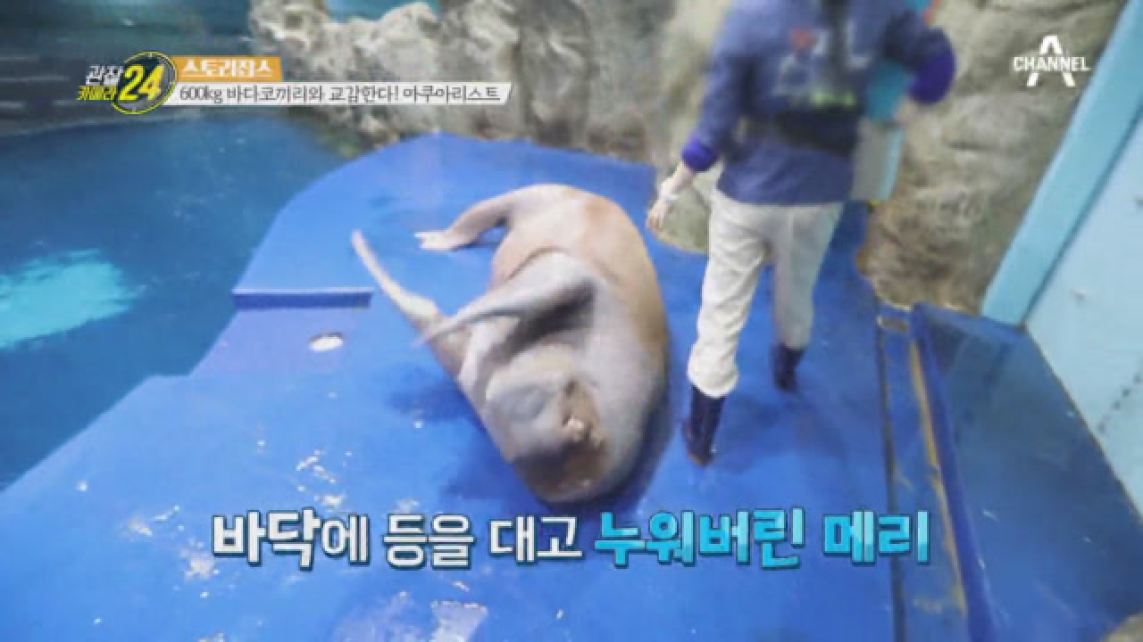 (벌러덩) 개인기를 펼치는 바다코끼리? NO! 건강 검진을 위한 자세라구~★