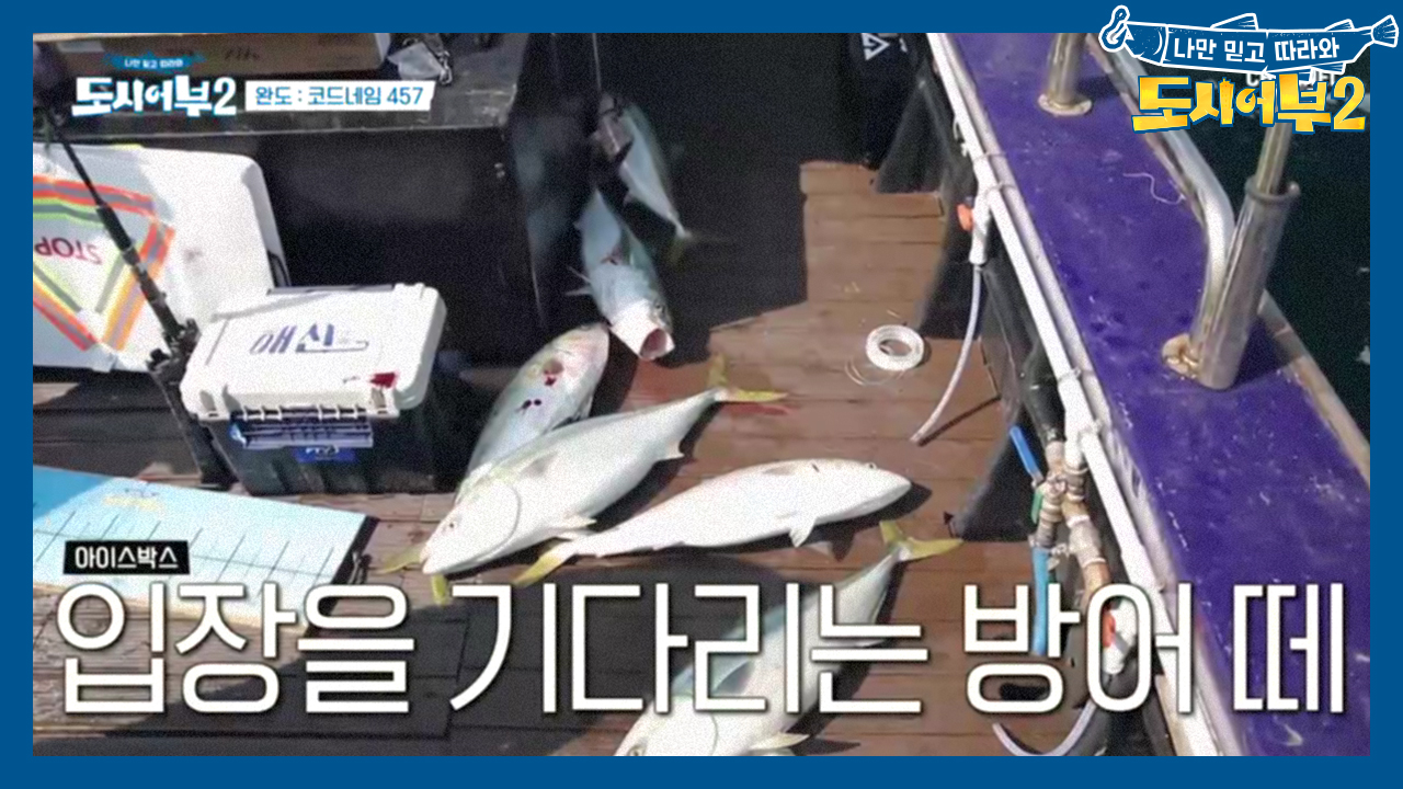 어후 행보케♥ 방어 풍년이구나♬ 입장을 기다리는 방어 떼