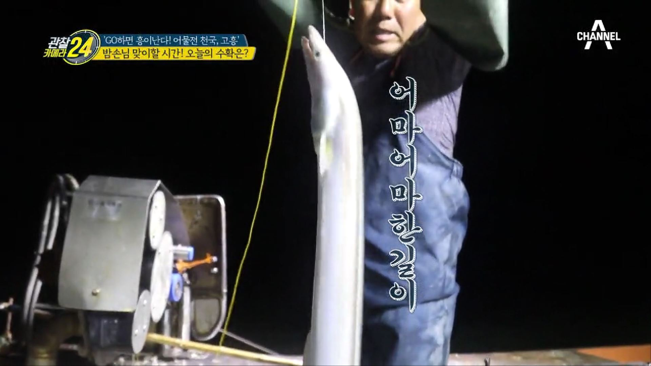 ※밤 손님을 맞이하라!!! 잡고, 잡고, 또 잡고! 갯장어 육지 상륙작전