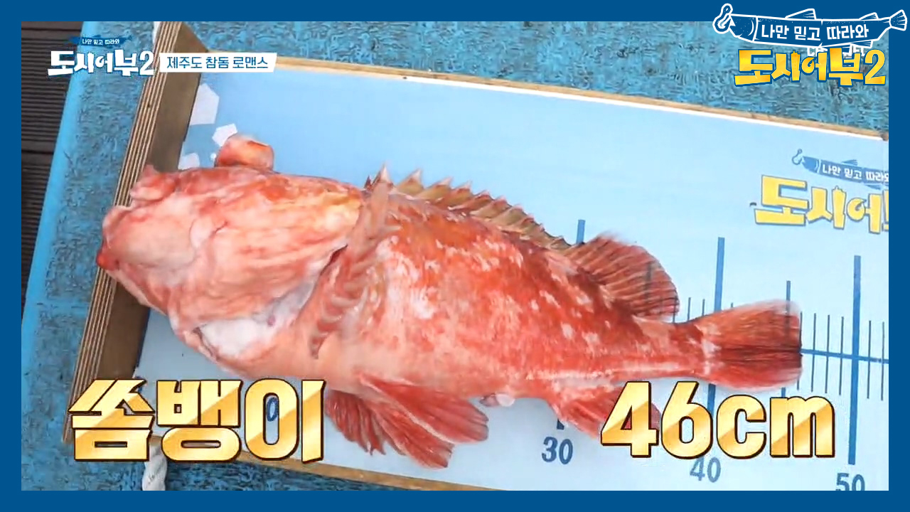 (뜨-헉) 금빛기량 뽐내는 퀸퍼플! 46cm 쏨뱅이 잡으며 신기록 갱신~...
