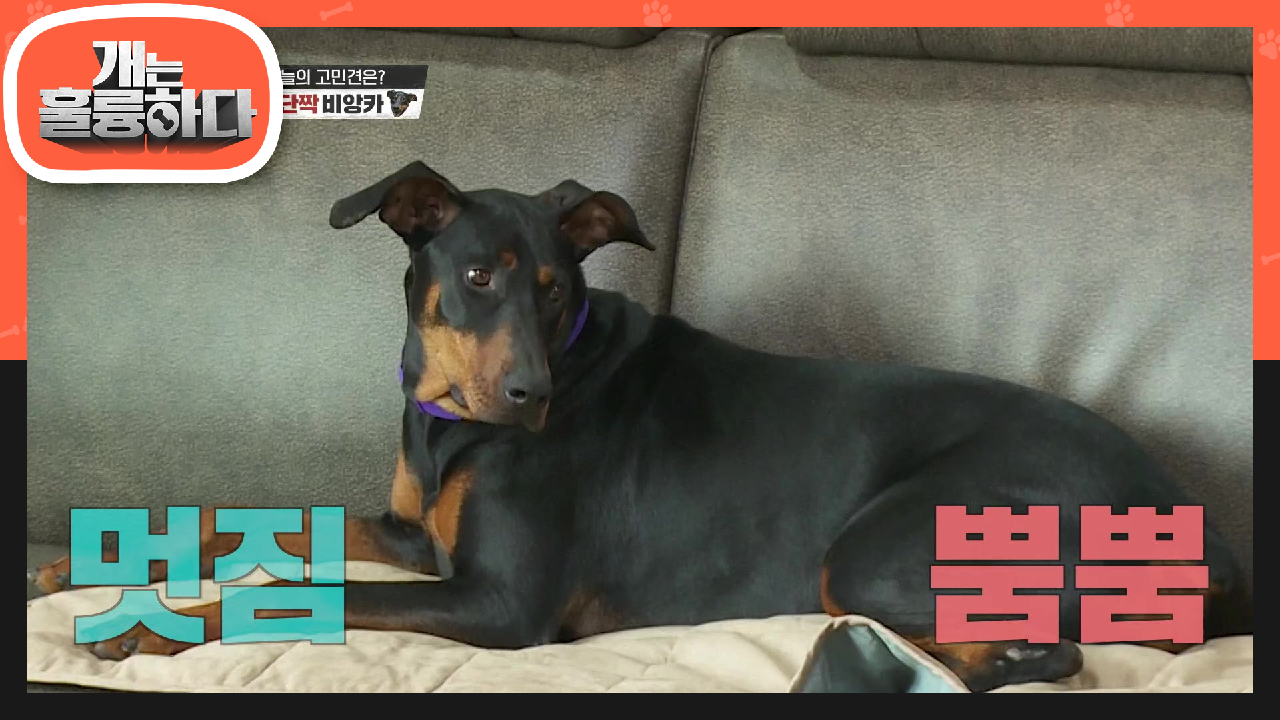 보호자 앞에선 세상 얌전한 비앙카! 보호자 껌딱지 비앙카의 문제는?! | KBS 210705 방송