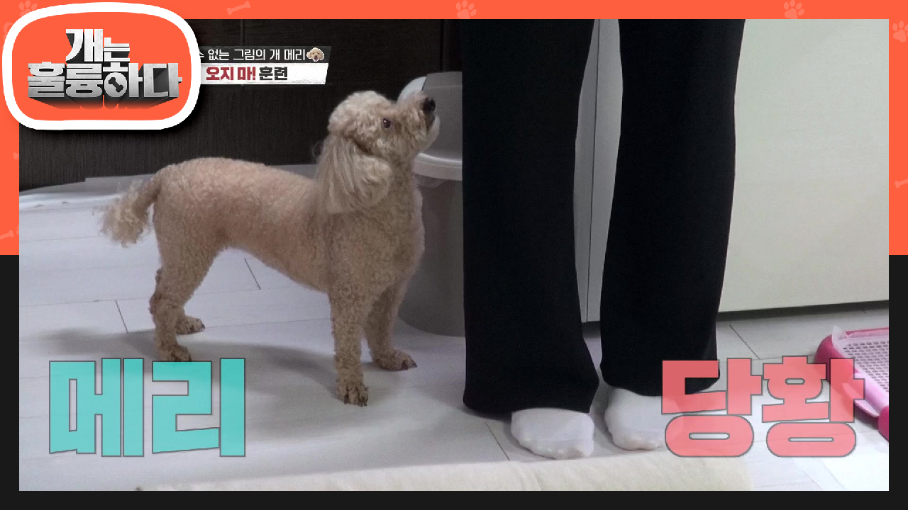 ※메리 당황※ 발에 채일 정도로 따라다니는 메리에게 하는 ‘오지마!’ 훈련 | KBS 210719 방송