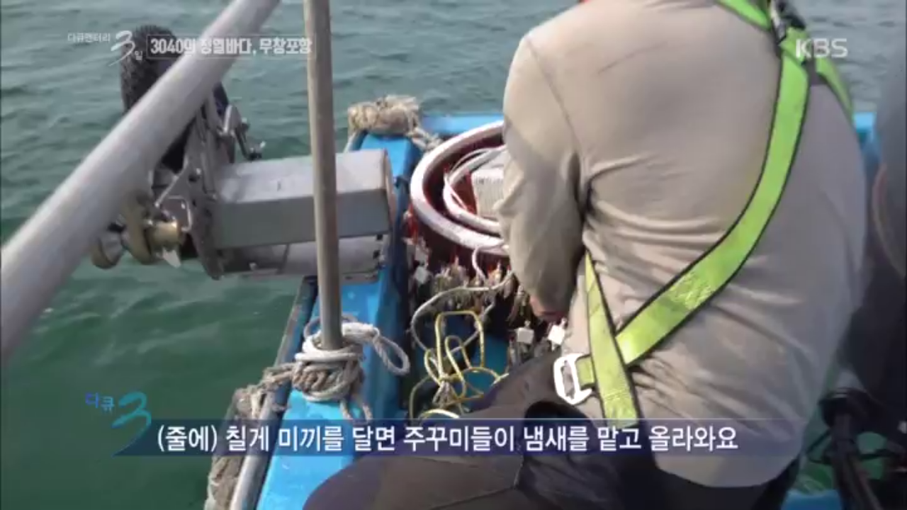 칠게 냄새를 맡고 올라오는 주꾸미들