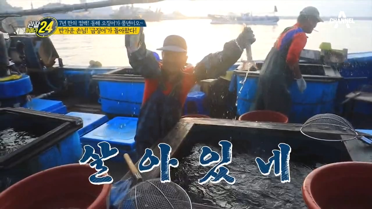 ☆다시 돌아온 '金'징어☆ 지금 강원도는 HOT 한 오징어 열풍~♨